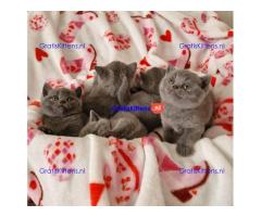 Schattige katjes te koop/whatsapp: +491785020252