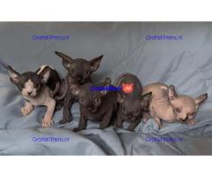 Ik heb een paar lieve Sphynx kittens beschikbaar voor adoptie