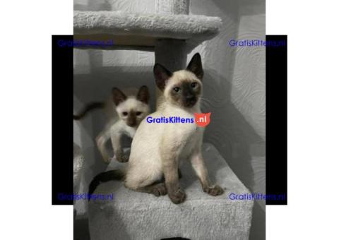 We hebben 3 schattige Siamese kittens