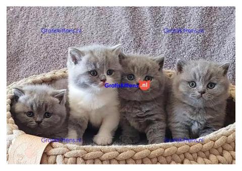 Al onze Britse korthaar kittens