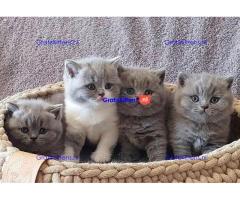 Al onze Britse korthaar kittens