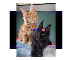 Op zoek naar een liefdevol thuis voor deze schattige Maine Coon kittens!