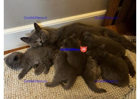 Britse Korthaar/Scottish Fold Blauw en Lilac kitten €  Whatsapp-nummer: +31 6 877 322 95