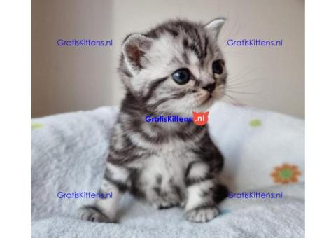 Britse Korthaar/Scottish Fold Blauw en Lilac kitten €  Whatsapp-nummer: +31 6 877 322 95
