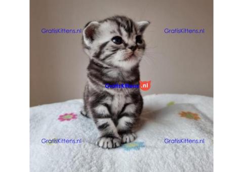 Britse Korthaar/Scottish Fold Blauw en Lilac kitten €  Whatsapp-nummer: +31 6 877 322 95