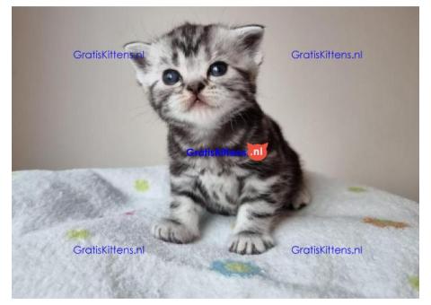 Britse Korthaar/Scottish Fold Blauw en Lilac kitten €  Whatsapp-nummer: +31 6 877 322 95