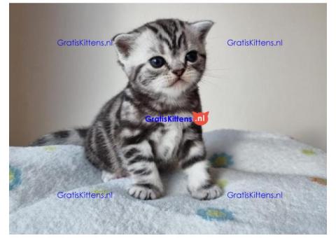 Britse Korthaar/Scottish Fold Blauw en Lilac kitten €  Whatsapp-nummer: +31 6 877 322 95