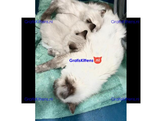 EEN PRACHTIGE STAMBOOM RAG DOLL BLUE POINT & SEAL TICA REG