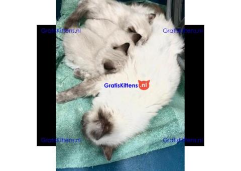 EEN PRACHTIGE STAMBOOM RAG DOLL BLUE POINT & SEAL TICA REG