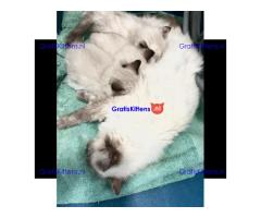 EEN PRACHTIGE STAMBOOM RAG DOLL BLUE POINT & SEAL TICA REG