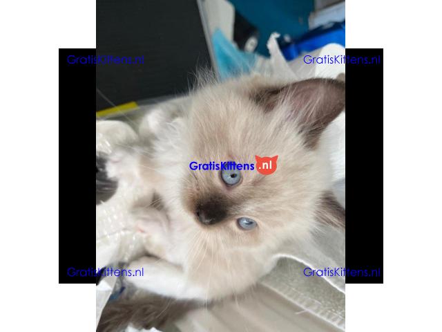 EEN PRACHTIGE STAMBOOM RAG DOLL BLUE POINT & SEAL TICA REG