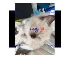 EEN PRACHTIGE STAMBOOM RAG DOLL BLUE POINT & SEAL TICA REG