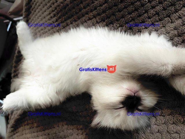 EEN PRACHTIGE STAMBOOM RAG DOLL BLUE POINT & SEAL TICA REG