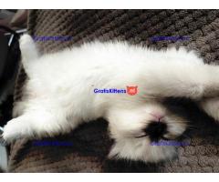 EEN PRACHTIGE STAMBOOM RAG DOLL BLUE POINT & SEAL TICA REG