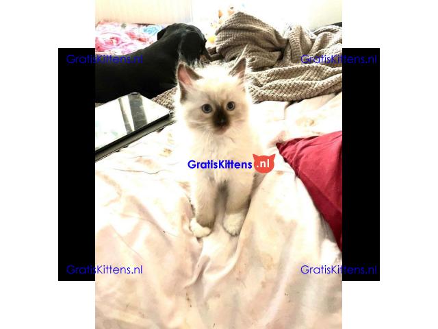 EEN PRACHTIGE STAMBOOM RAG DOLL BLUE POINT & SEAL TICA REG