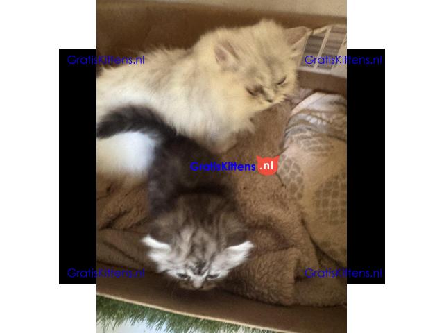 Perzische kittens in zilverkleur beschikbaar