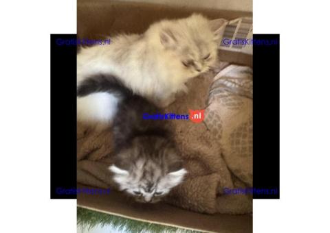 Perzische kittens in zilverkleur beschikbaar