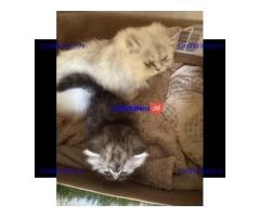 Perzische kittens in zilverkleur beschikbaar