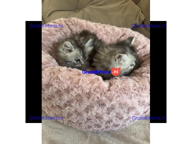 Perzische kittens in zilverkleur beschikbaar
