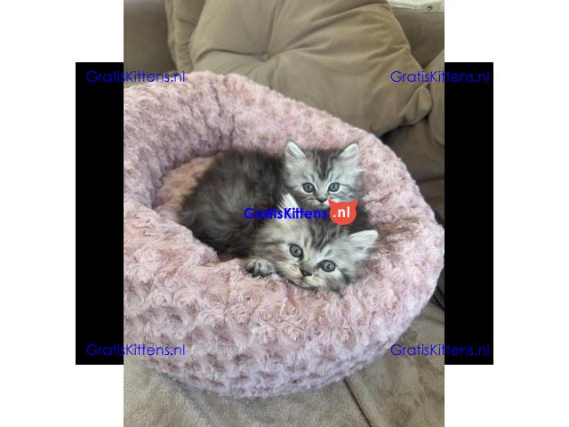 Perzische kittens in zilverkleur beschikbaar