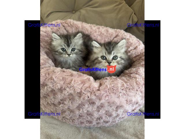 Perzische kittens in zilverkleur beschikbaar