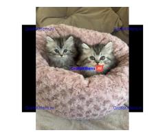 Perzische kittens in zilverkleur beschikbaar