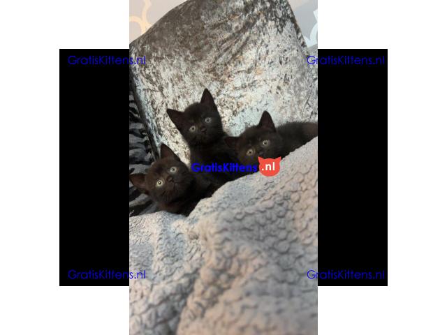 BRITSE KORTHAAR KITTENS