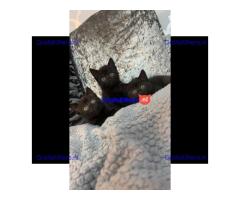 BRITSE KORTHAAR KITTENS