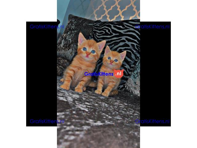 BRITSE KORTHAAR KITTENS
