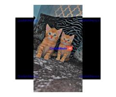 BRITSE KORTHAAR KITTENS