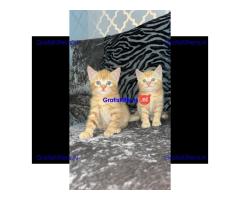 BRITSE KORTHAAR KITTENS