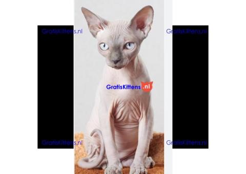 Ik ben bereid om elke spinyx die een liefdevol thuis nodig heeft, op te nemen.