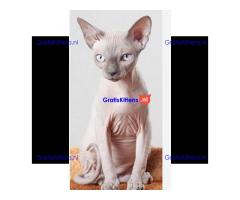 Ik ben bereid om elke spinyx die een liefdevol thuis nodig heeft, op te nemen.