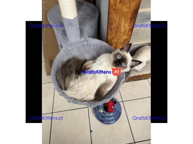 GCCF-geregistreerde Ragdoll Seal Point-poes