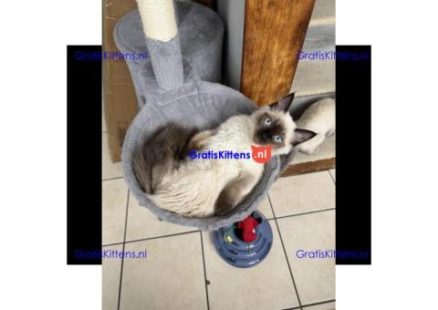 GCCF-geregistreerde Ragdoll Seal Point-poes