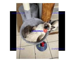 GCCF-geregistreerde Ragdoll Seal Point-poes