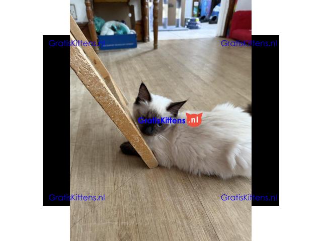 GCCF-geregistreerde Ragdoll Seal Point-poes