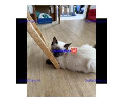 GCCF-geregistreerde Ragdoll Seal Point-poes