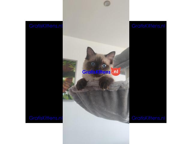 GCCF-geregistreerde Ragdoll Seal Point-poes