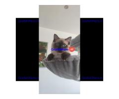 GCCF-geregistreerde Ragdoll Seal Point-poes