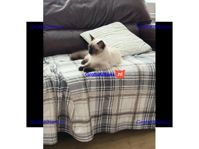 GCCF-geregistreerde Ragdoll Seal Point-poes