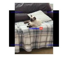 GCCF-geregistreerde Ragdoll Seal Point-poes