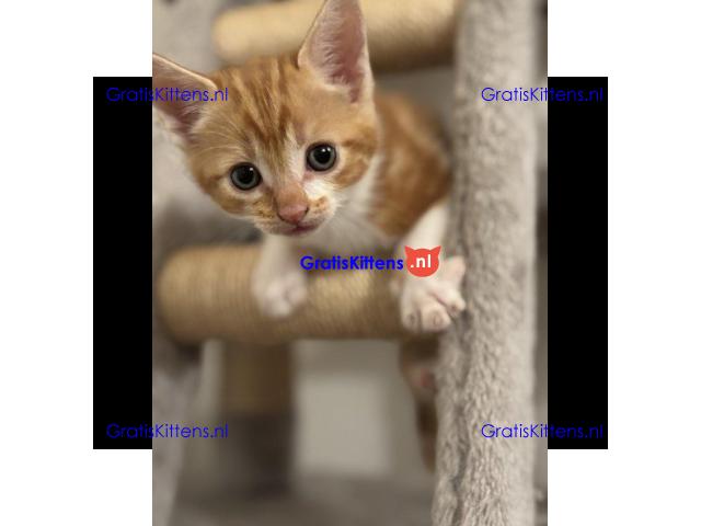 Prachtige, vriendelijke kittens