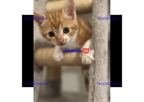 Prachtige, vriendelijke kittens