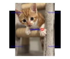 Prachtige, vriendelijke kittens