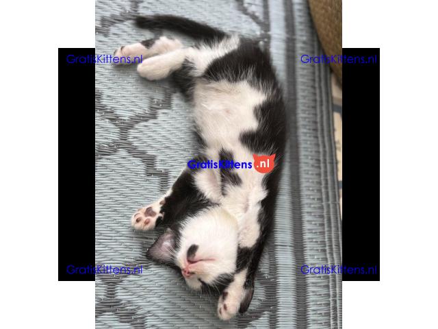 Prachtige, vriendelijke kittens