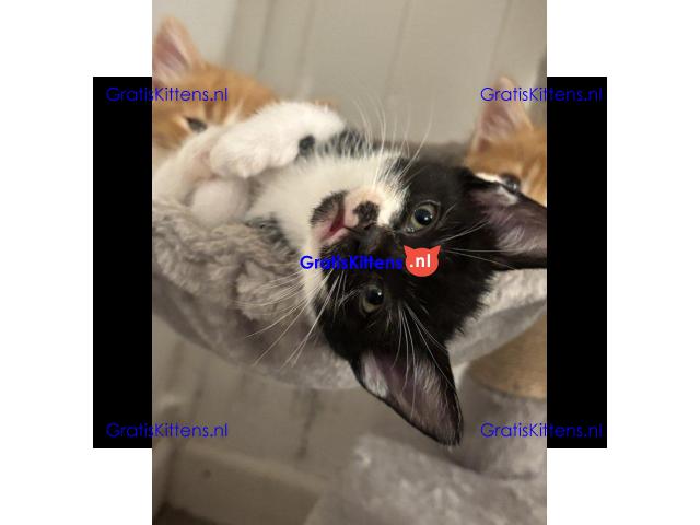 Prachtige, vriendelijke kittens