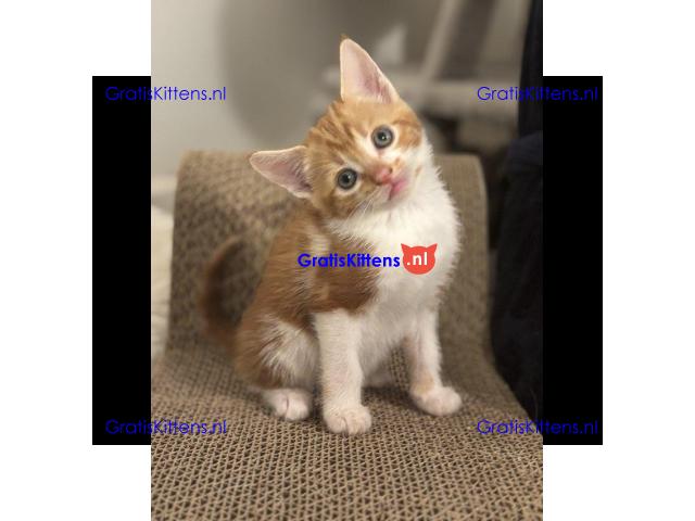 Prachtige, vriendelijke kittens