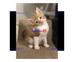 Prachtige, vriendelijke kittens