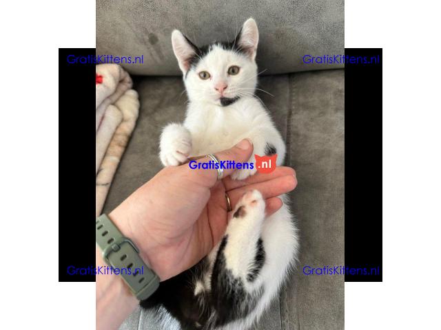 Kittens - Klaar om te vertrekken